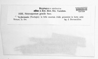Cladosporium iridis image